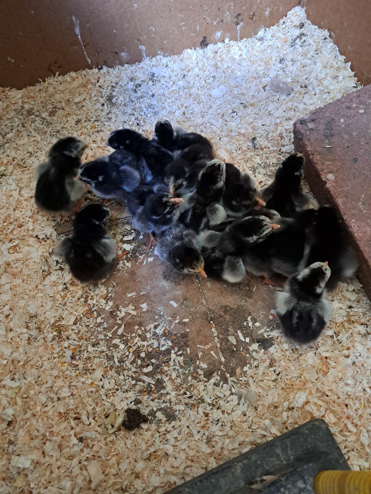 wyandotte krielkuikens, Geslacht onbekend, Kip