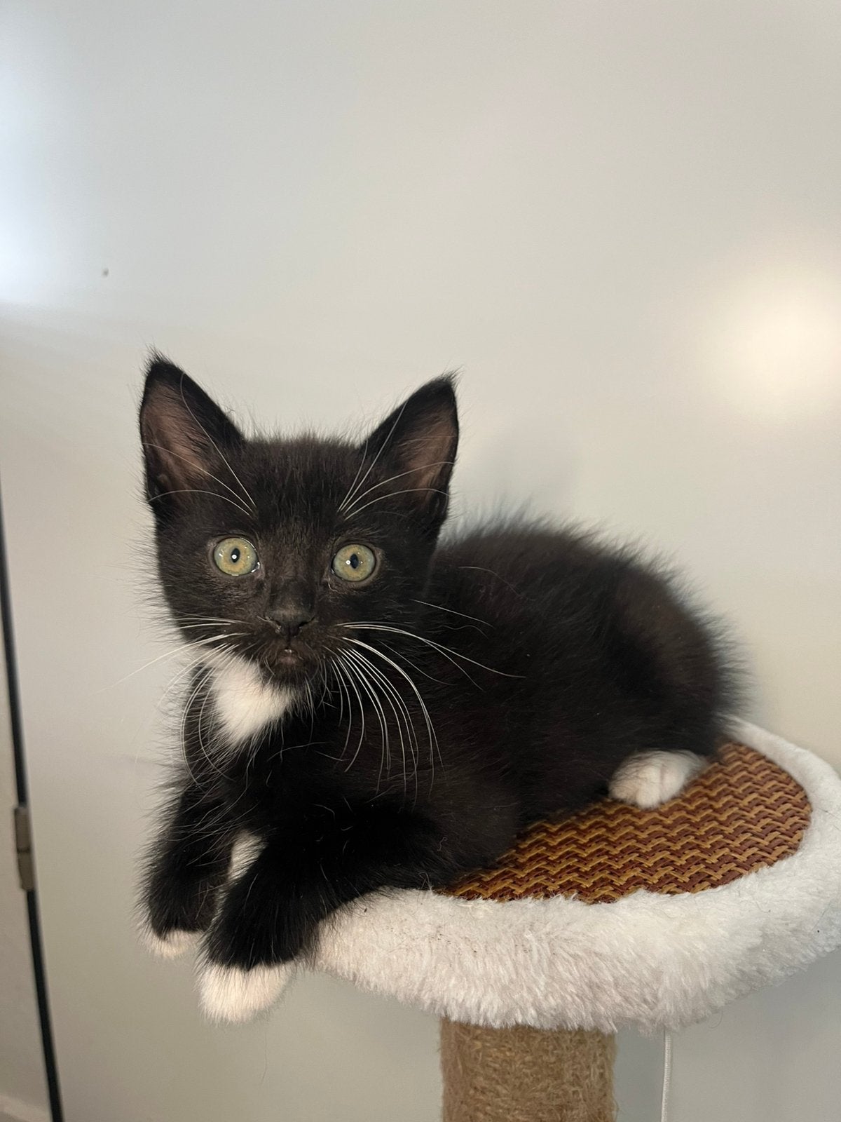 Kittens zoeken nieuw thuis | katertjes, Kater, 0 tot 2 jaar
