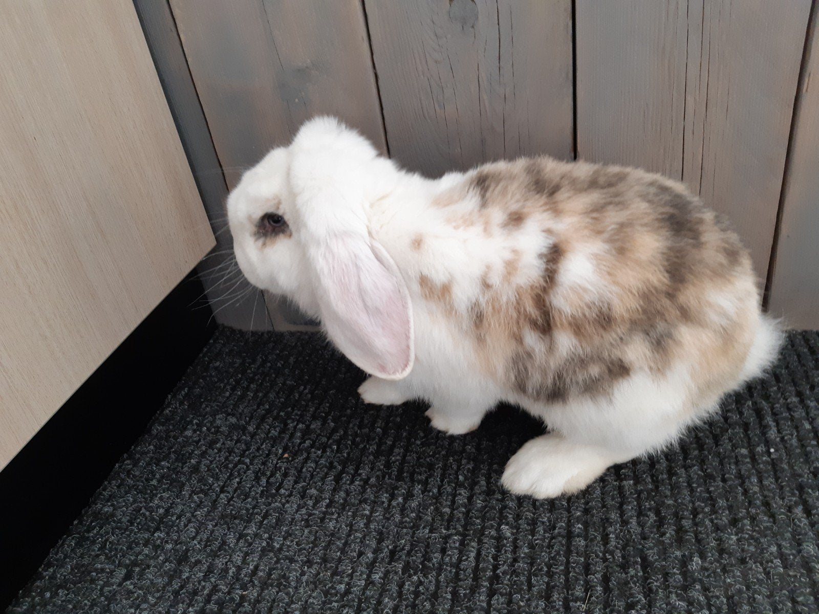 GEZOCHT!! franse hangoor voedster, Dieren en Toebehoren, Vrouwelijk, Groot, Hangoor