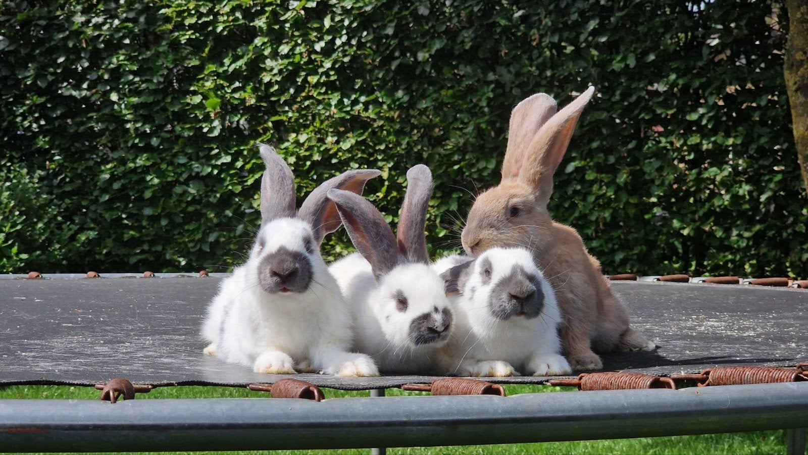 Lotharinger groot konijnen voedsters, Meerdere dieren, Groot