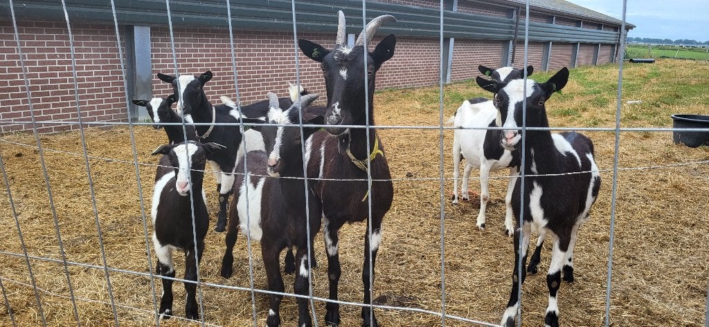 Zwartbonte geiten, Dieren en Toebehoren, Vrouwelijk, Geit