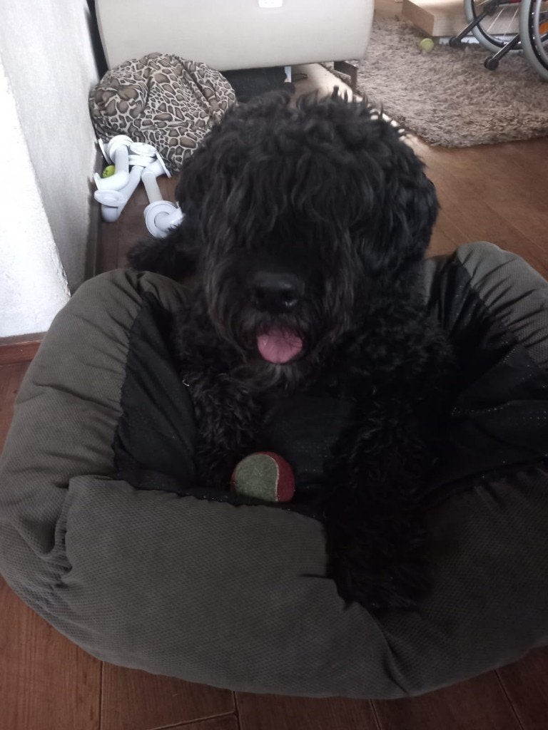 bouvier, Bouvier, Parvo, Reu, Eén hond