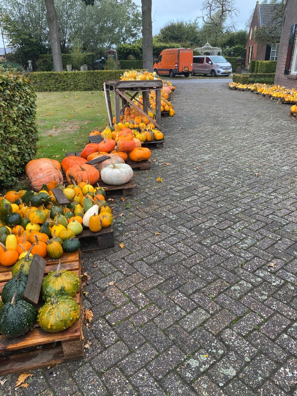 Groot assortiment eetbare en sierpompoenen in Oisterwijk, Herfst, Halfschaduw, Minder dan 100 cm, Overige soorten