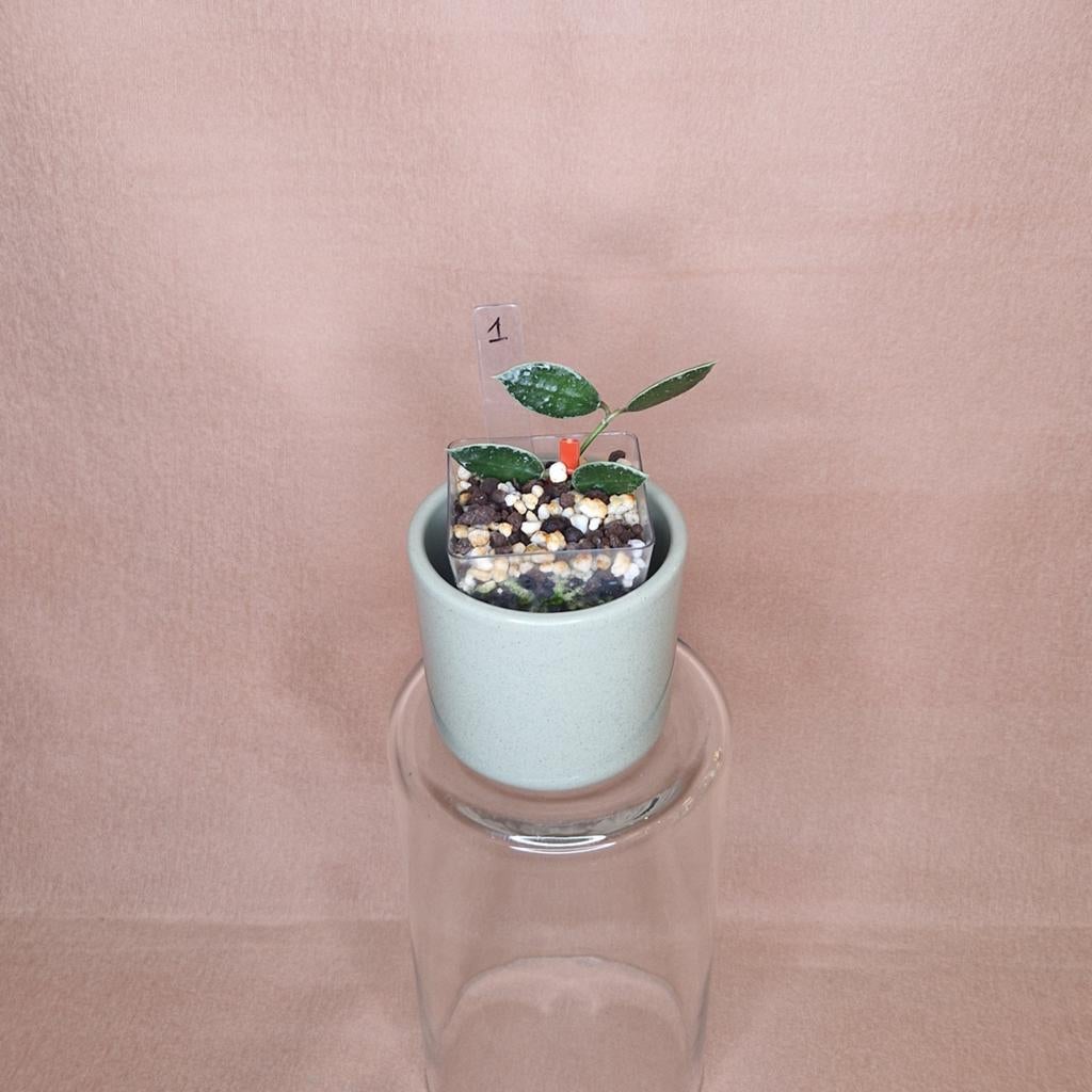 Hoya Lacunosa FN Galaxy 1, Verzenden, Overige soorten, Halfschaduw, Minder dan 100 cm