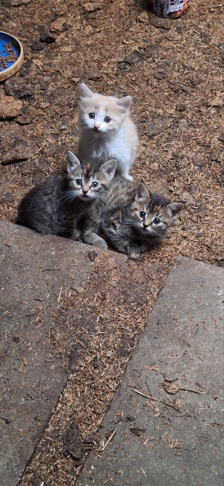 jonge kittens moeder langharig, Poes, 0 tot 2 jaar
