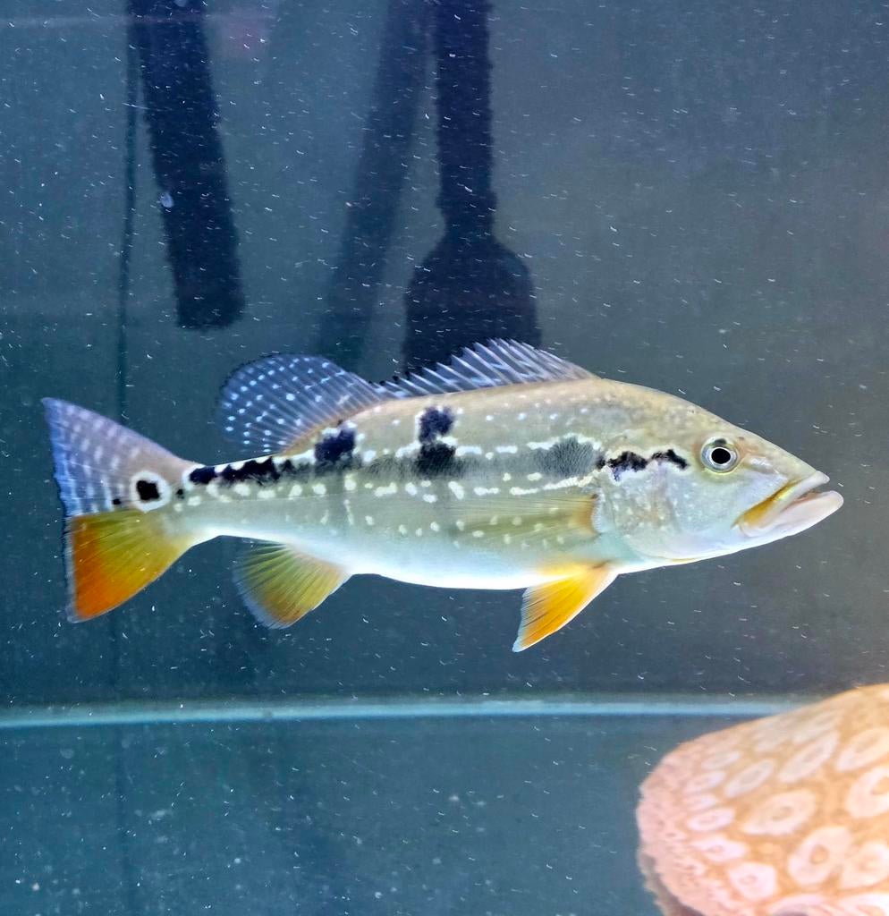 Cichla Pinima 17 / 20cm. Nog 2 stuks!, Vis, Zoetwatervis, Schoolvis