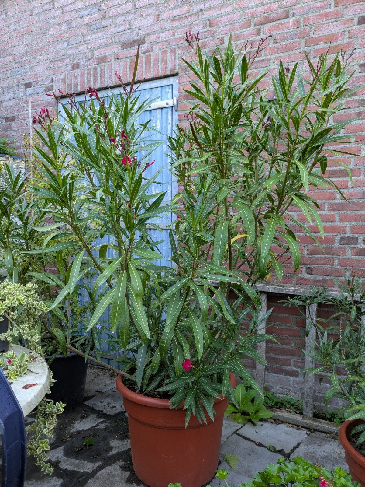 Grote Oleander (Nerium oleander) in pot, Tuin en Terras, Volle zon, Vaste plant, Zomer, Ophalen