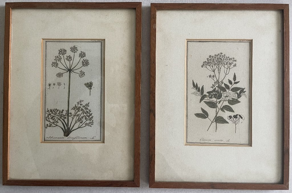 2 prenten uit Afbeeldingen der Artseny-Gewassen uit 1796, Antiek en Kunst, Ets, 17 cm, Ophalen of Verzenden, Flora en Fauna
