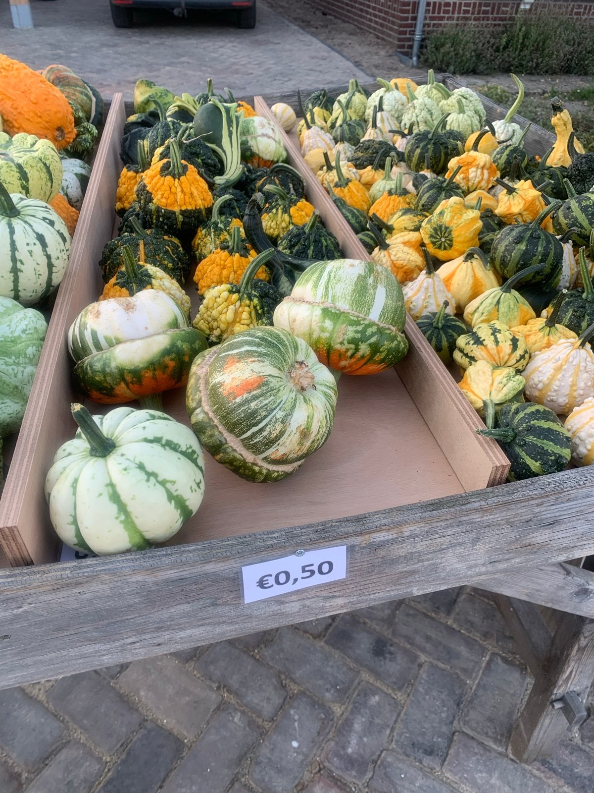 Biologische eet sierpompoenen en Halloween pompoenen, Volle zon, Groenteplanten, Eenjarig, Ophalen of Verzenden