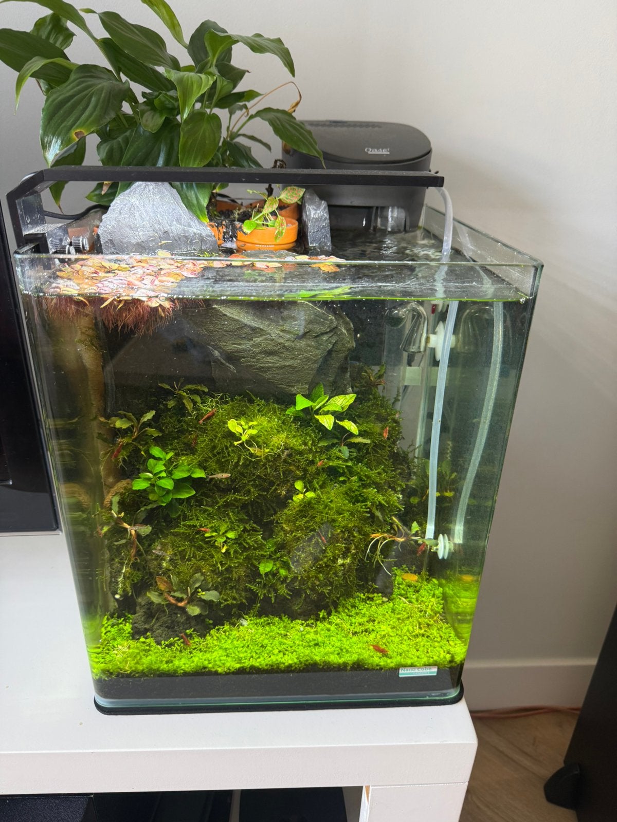 Dennerle 30L cube compleet inclusief CO2, Ophalen, Gebruikt, Dennerle, Gevuld zoetwateraquarium