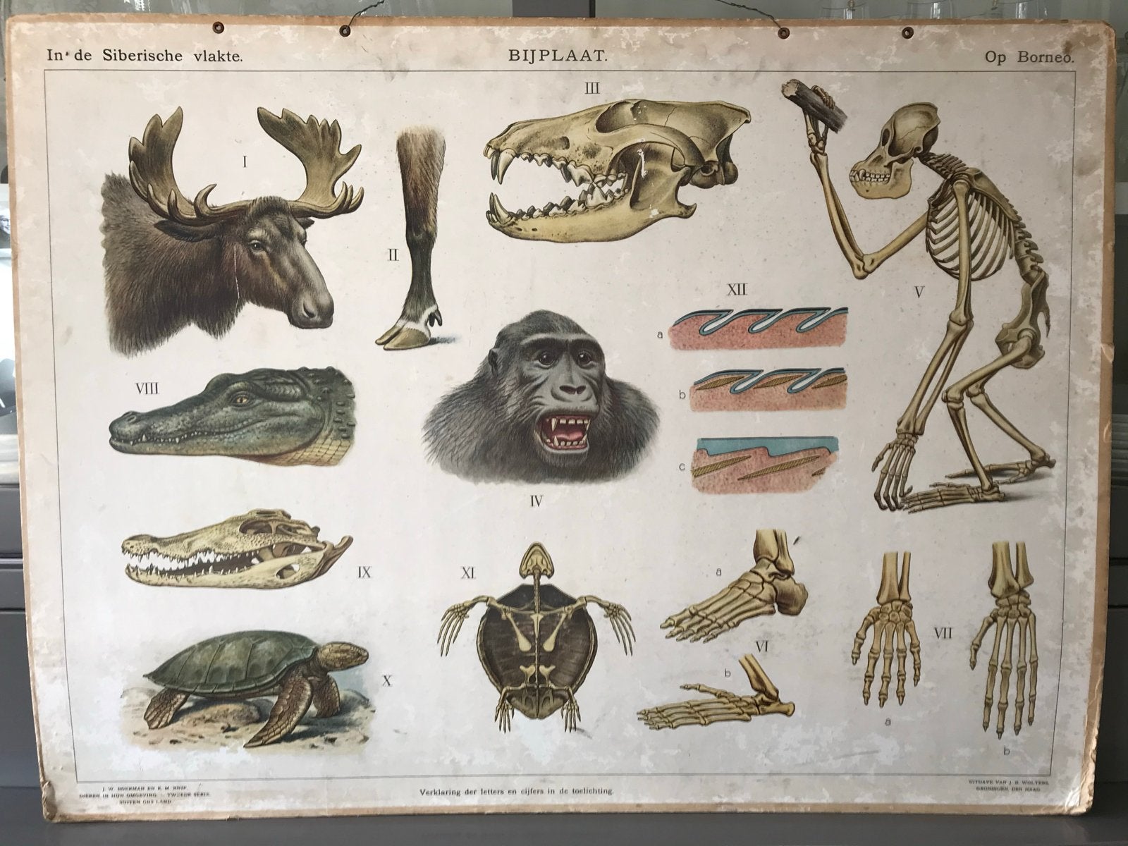 Oude schoolplaat - Natuur & Biologie, Antiek en Kunst, Antiek | Schoolplaten, Ophalen, Natuur en Biologie