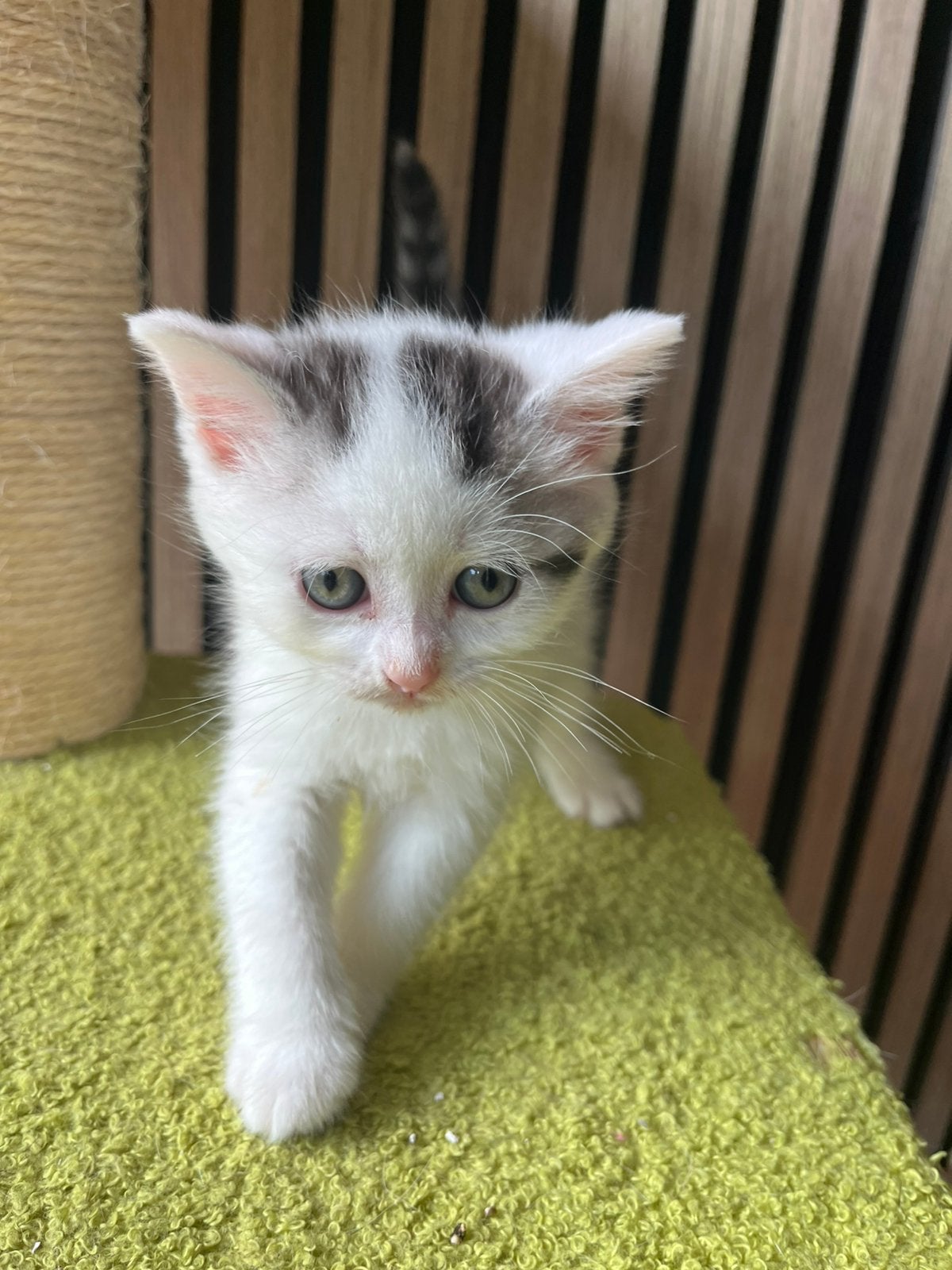Brits/europese mix mogen bijna verhuizen !, Meerdere dieren, Ontwormd, 0 tot 2 jaar