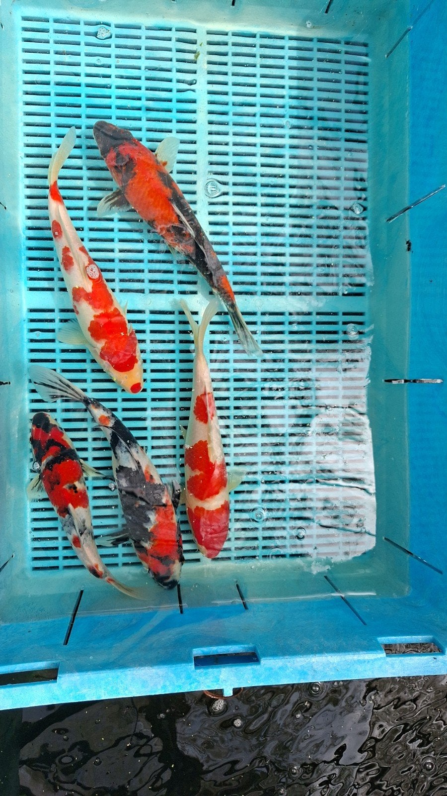 15 koi, Dieren en Toebehoren, Vissen | Vijvervissen, Karper of Koi