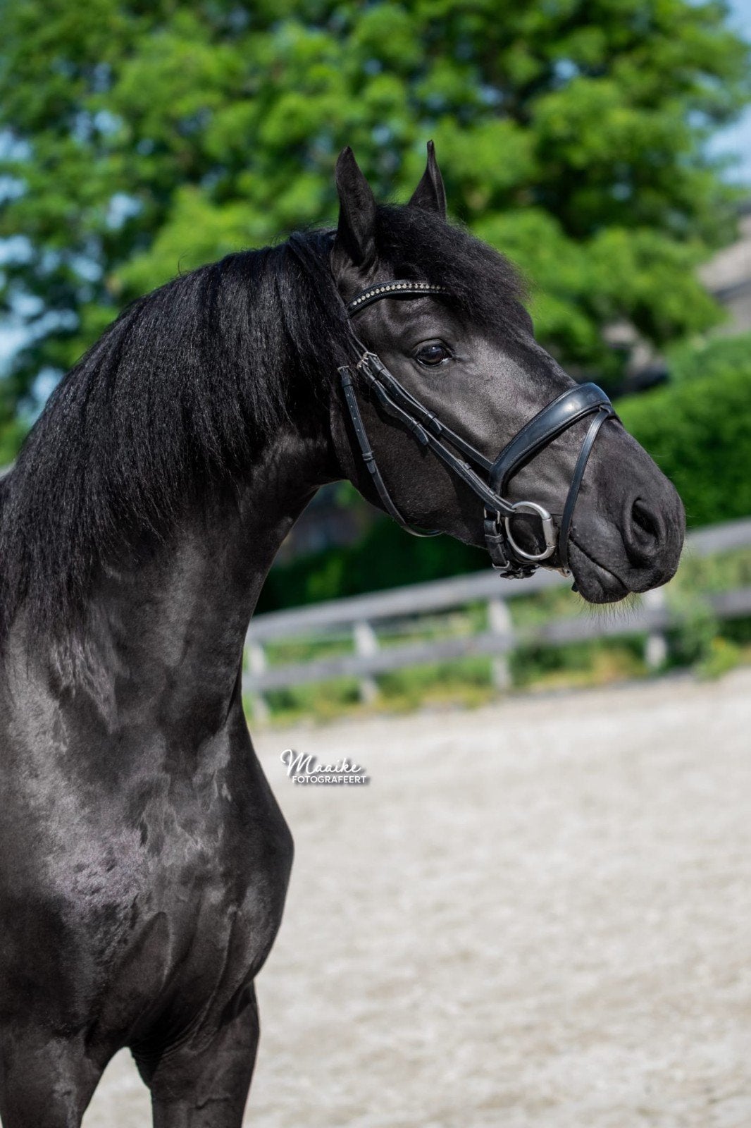 Prachtige talentvolle friese ruin, fries paard, Dieren en Toebehoren, Paarden