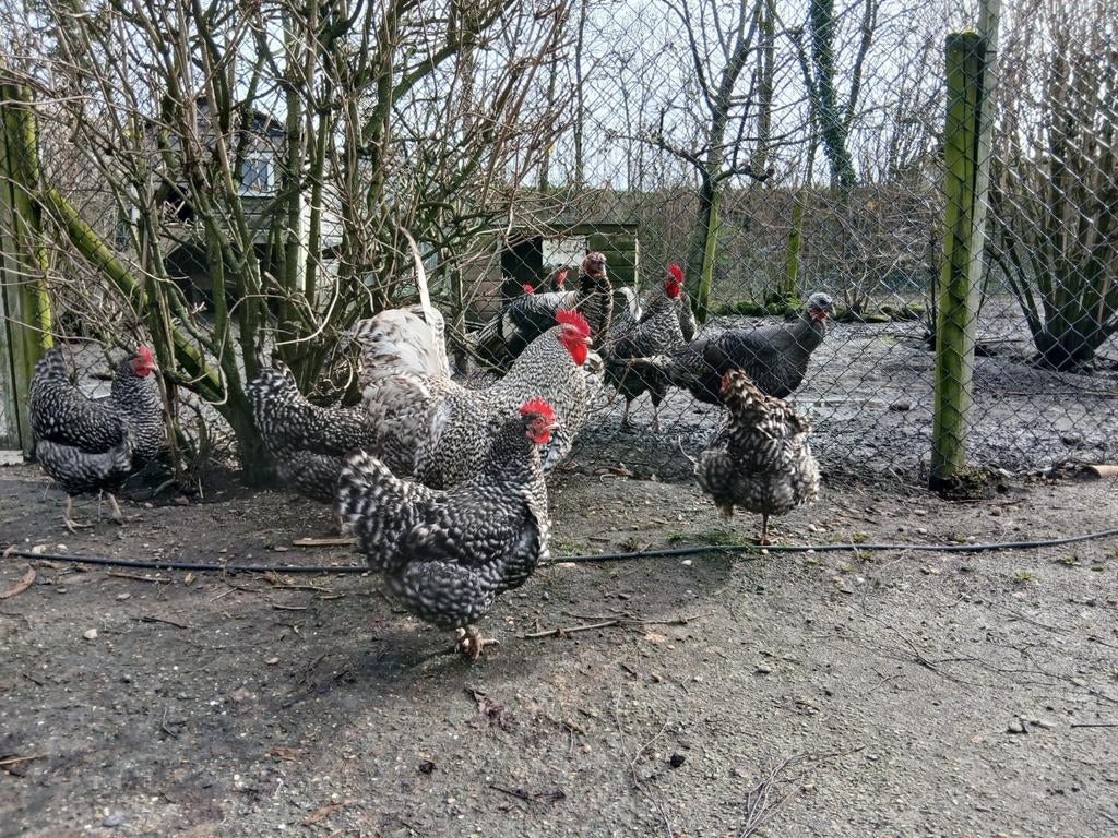 Broedeieren Noord-Hollandse Blauwe kippen, Dieren en Toebehoren, Pluimvee, Geslacht onbekend, Kip