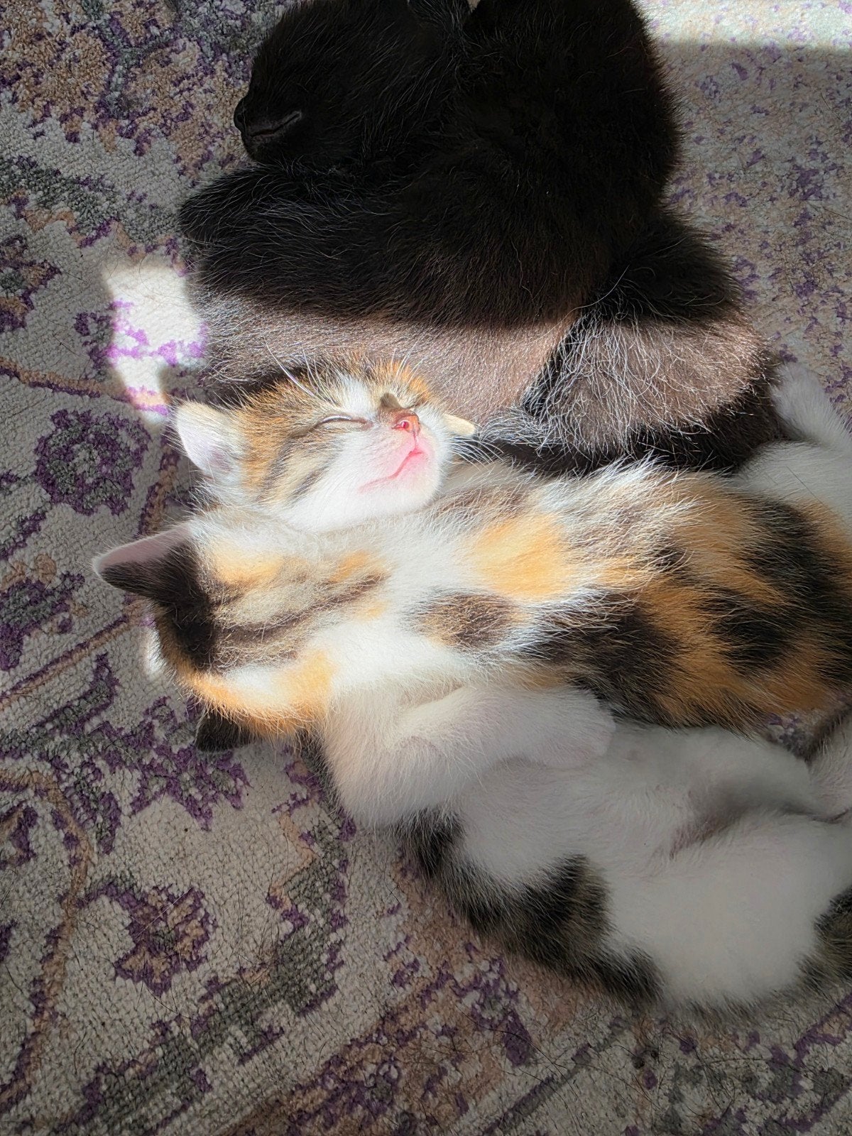 Kittens, Dieren en Toebehoren, Meerdere dieren, Overige soorten