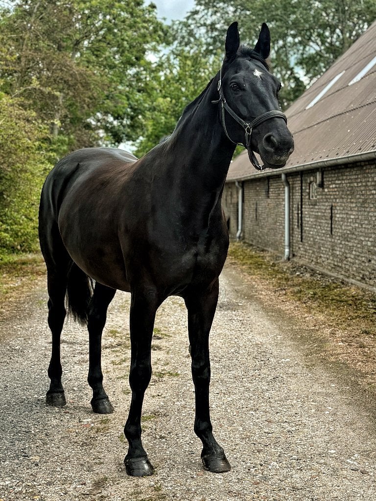 Zwarte Kwpn’er eyecatcher, Dieren en Toebehoren, Paarden, Merrie, Met stamboom, Dressuurpaard, 3 tot 6 jaar