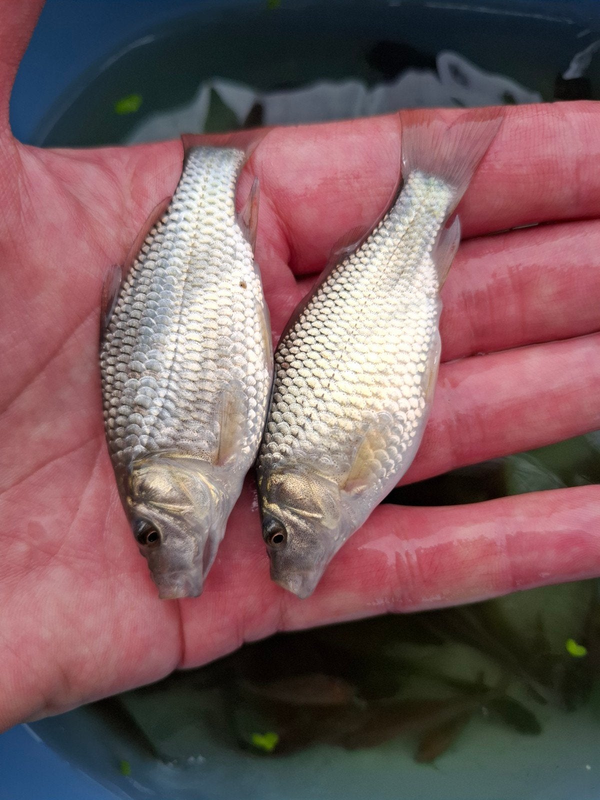 Mooie karpertjes ca 8 cm, Dieren en Toebehoren, Vissen | Aquariumvissen, Vis