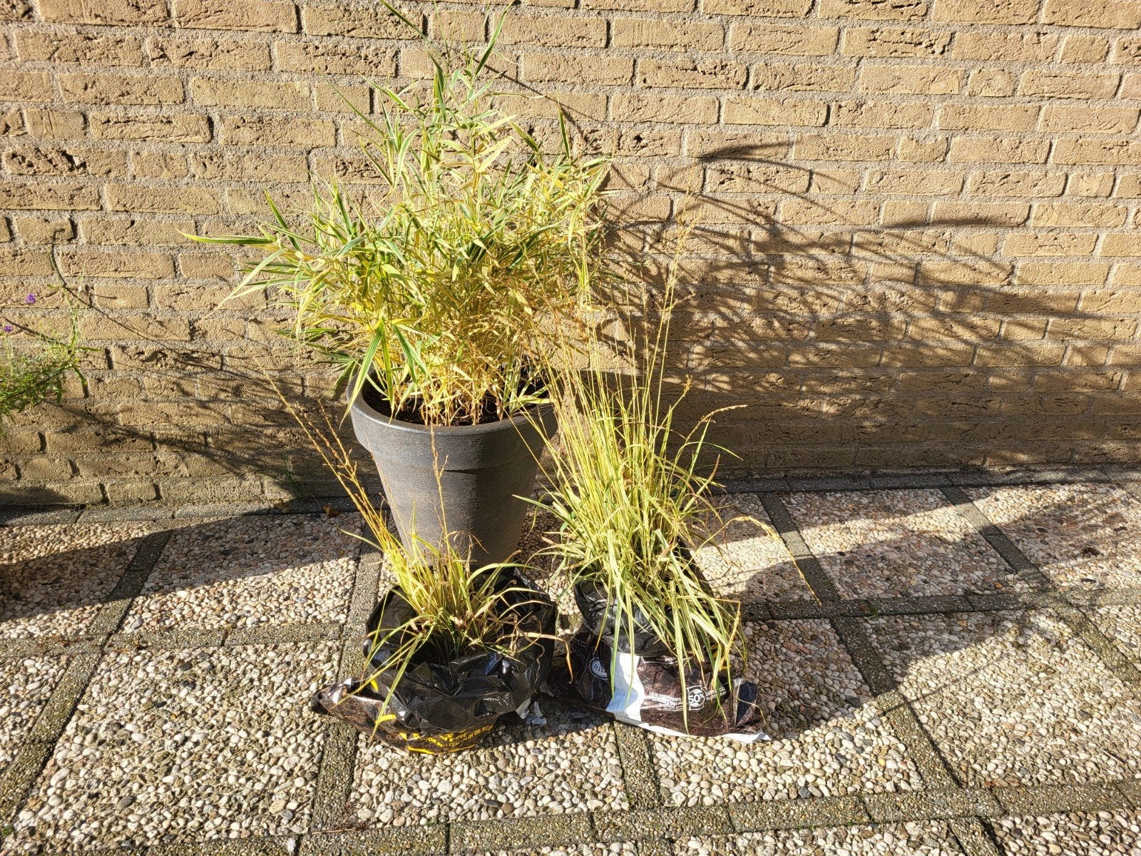 siergrass  planten, gratis af te halen., Ophalen, Zomer, Siergrassen, Volle zon