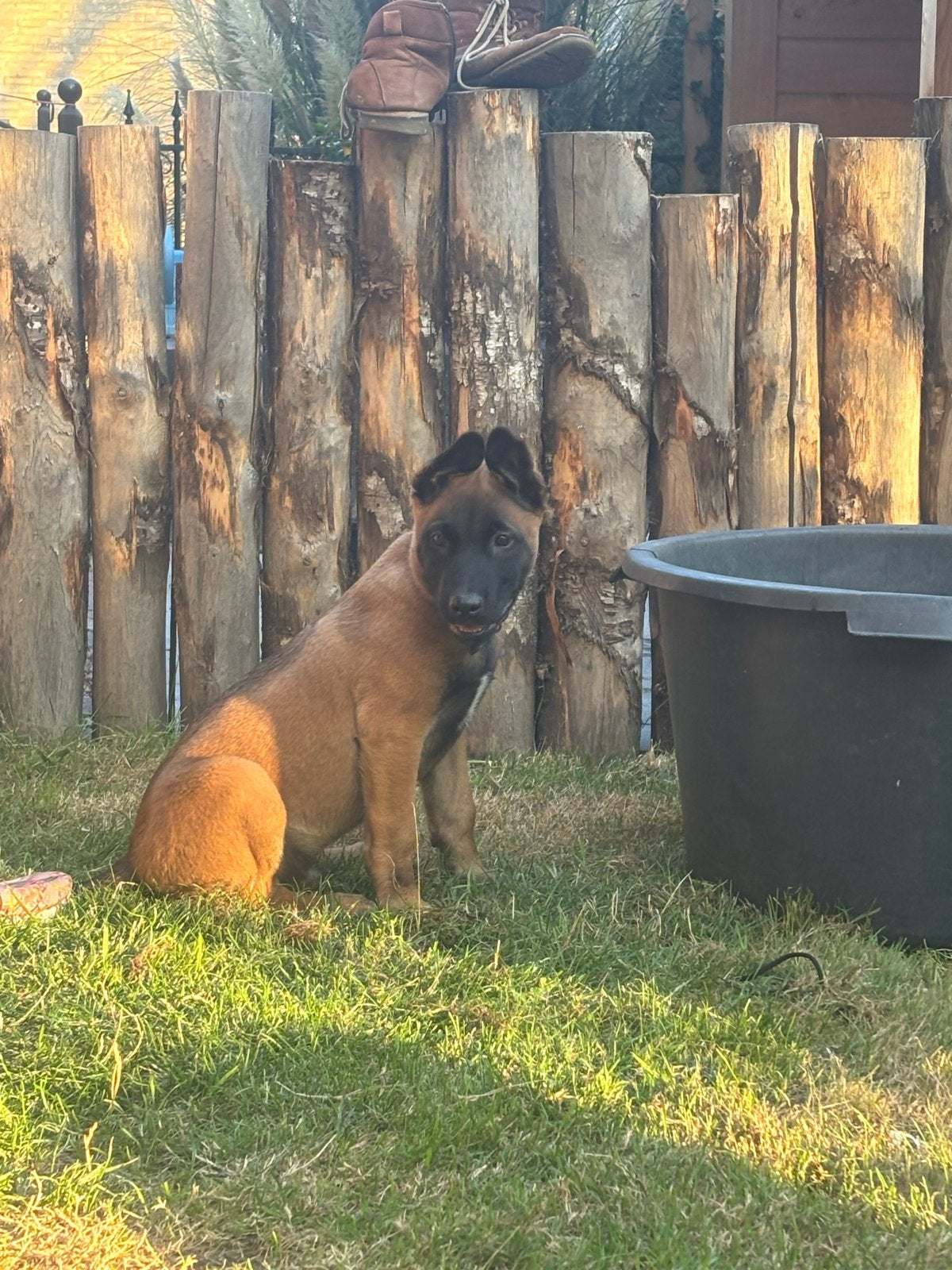 Super leuke mechelse herder pup!!!!, Reu, 8 tot 15 weken, Parvo, Eén hond
