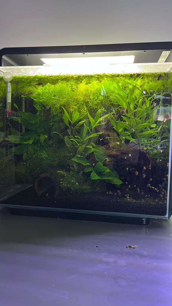 Home 40 aquarium, Ophalen, Zo goed als nieuw, Leeg aquarium