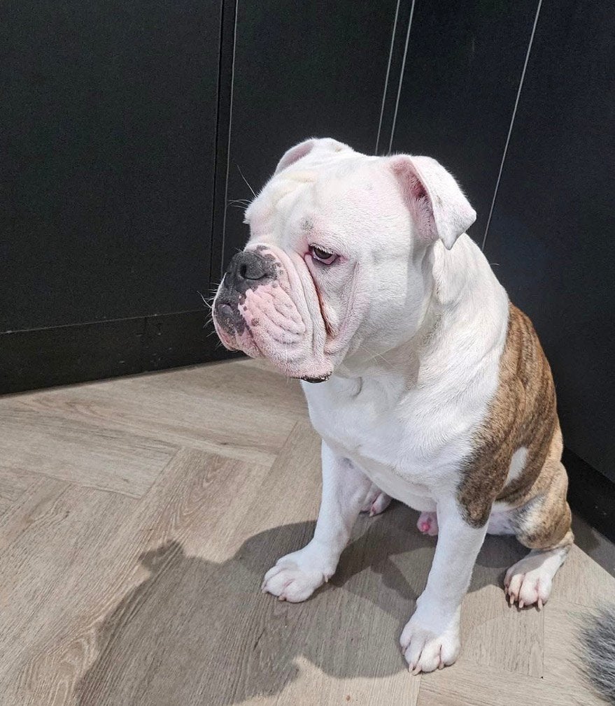 Old Engelse bulldog, België, Particulier, Rabiës (hondsdolheid), Reu