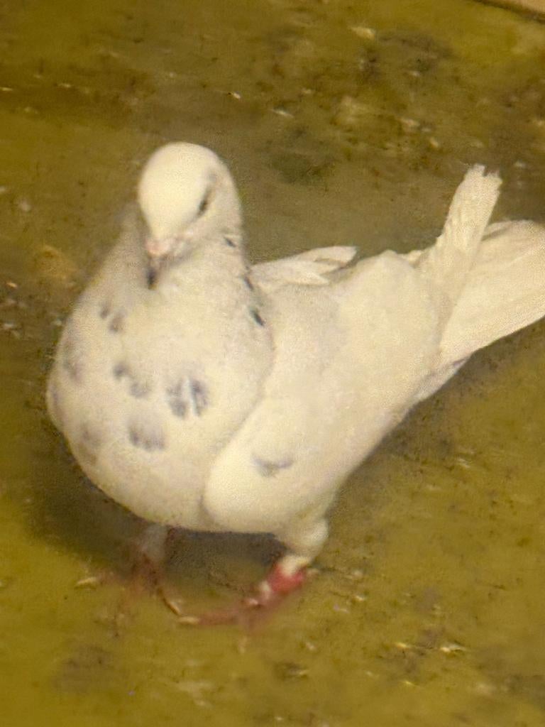 4 duiven, Meerdere dieren, Overige soorten