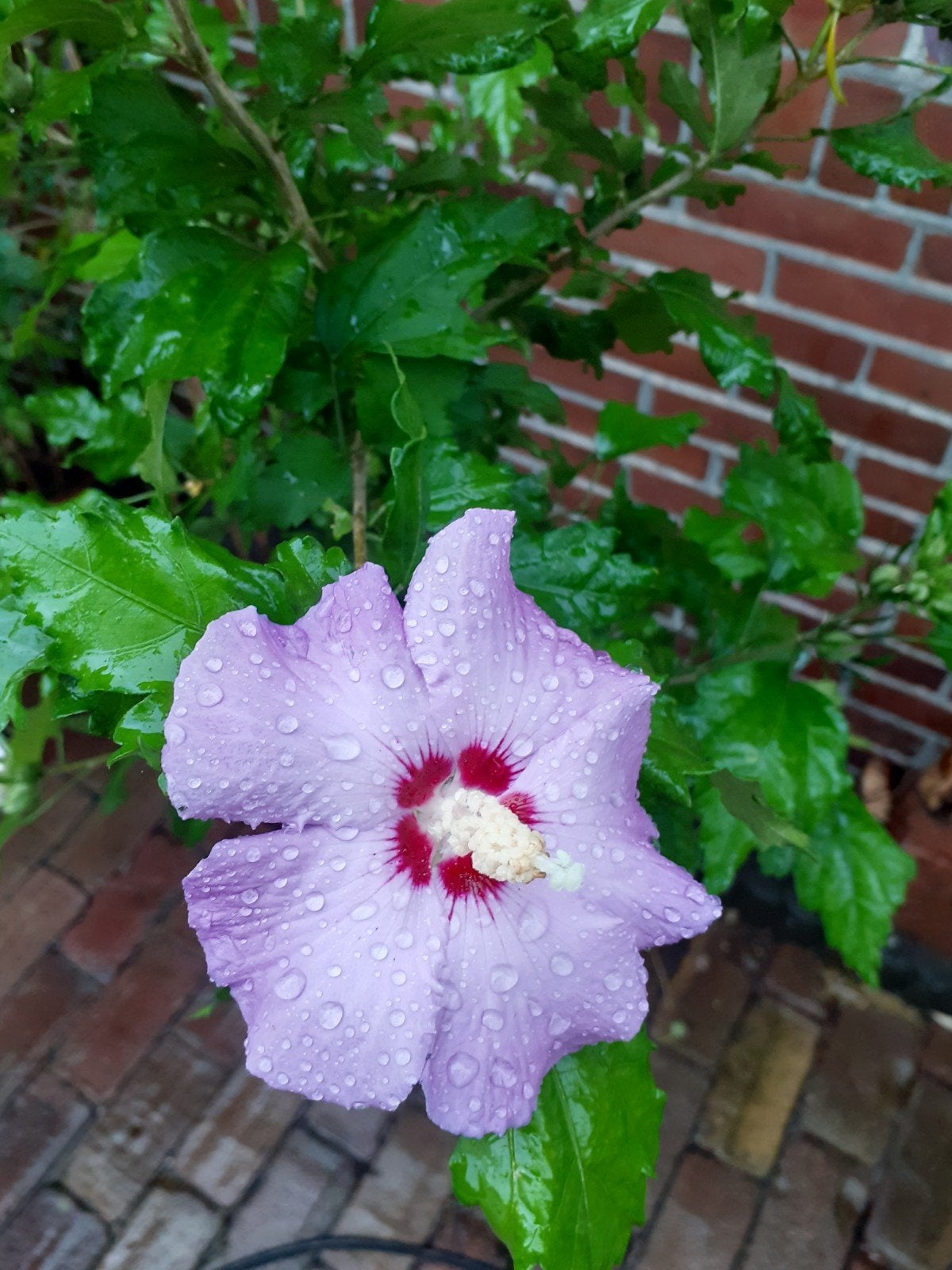 Hibiscus   vaste plant, Tuin en Terras, Ophalen, Halfschaduw