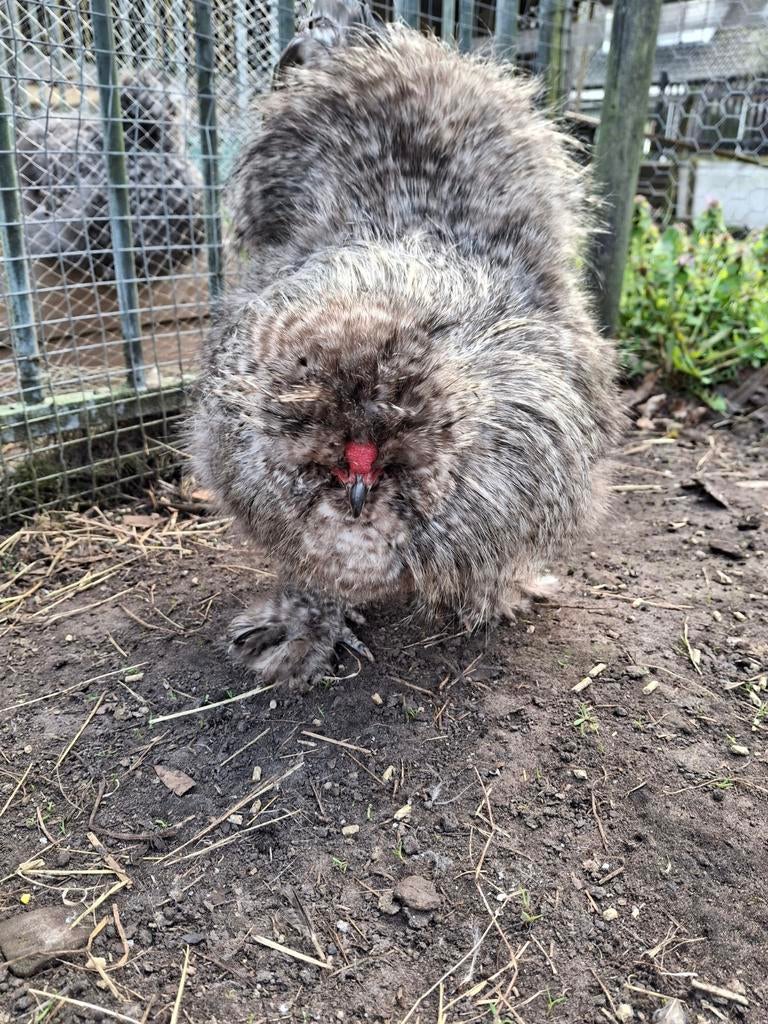 Zijdenhoen hanen, Dieren en Toebehoren, Pluimvee, Mannelijk, Kip