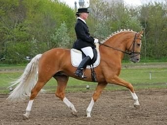 Gezocht speld in 100 hooibergen., 165 tot 170 cm, Dressuurpaard, Met stamboom, 3 tot 6 jaar