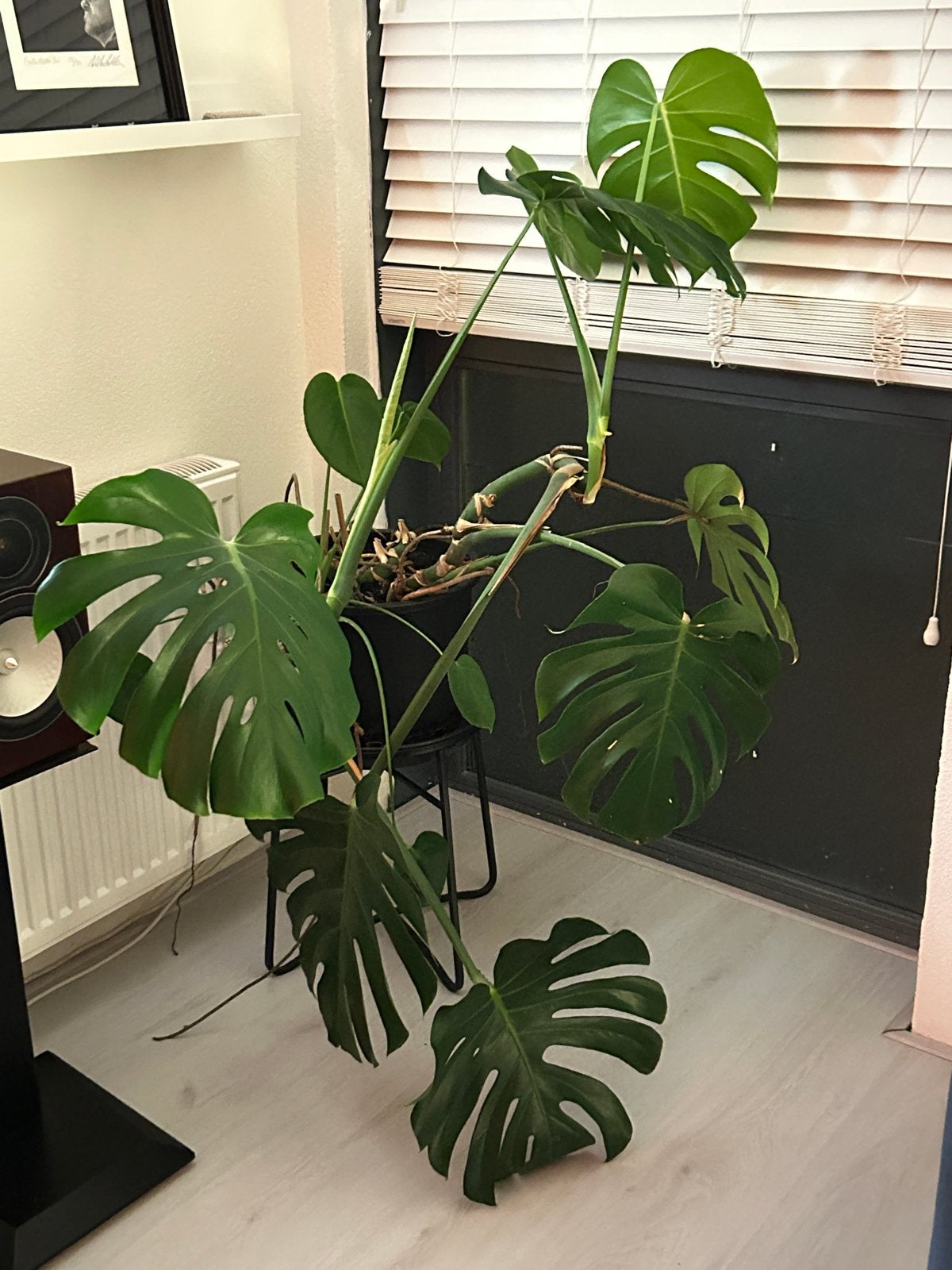 Grote Monstera Deliciosa - Kamerplant, Huis en Inrichting, Ophalen, 100 tot 150 cm, Overige soorten, Halfschaduw