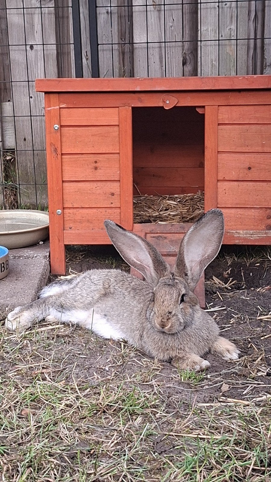 konijnen, Meerdere dieren, Groot