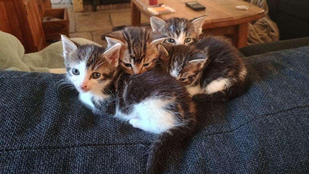 Kittens, Kater