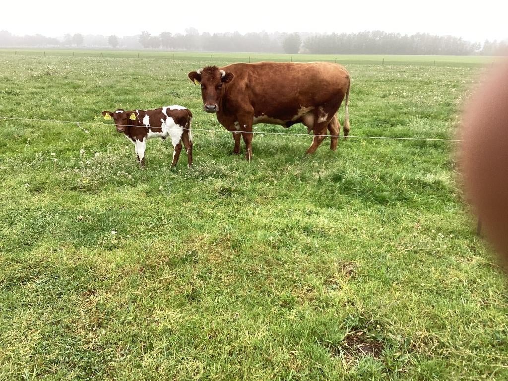 meerdere zoogstellen te koop vanaf €.3000,- excl. BTW, Meerdere dieren, 3 tot 6 jaar