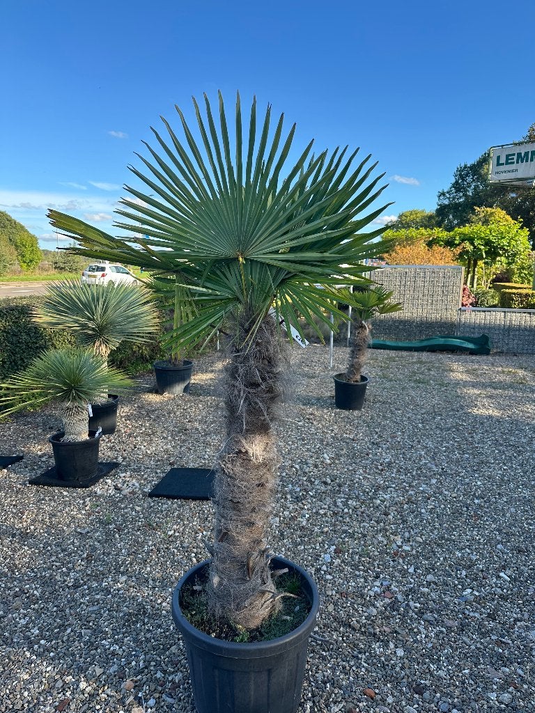 Chinese waaierpalm (Trachycarpus fortunei), Tuin en Terras, Ophalen of Verzenden, Volle zon, Palmboom, Minder dan 100 cm