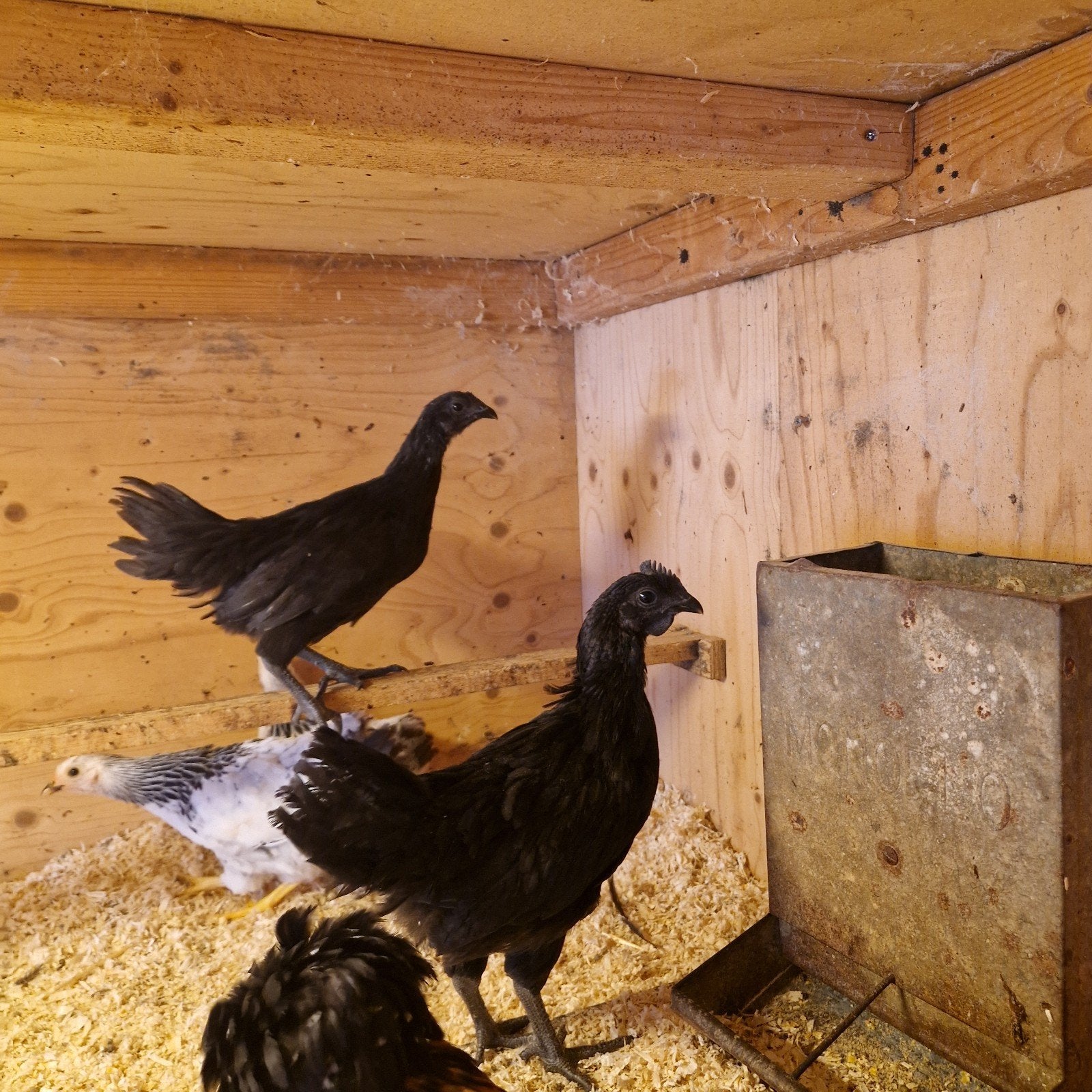 Ayam Cemani kippen