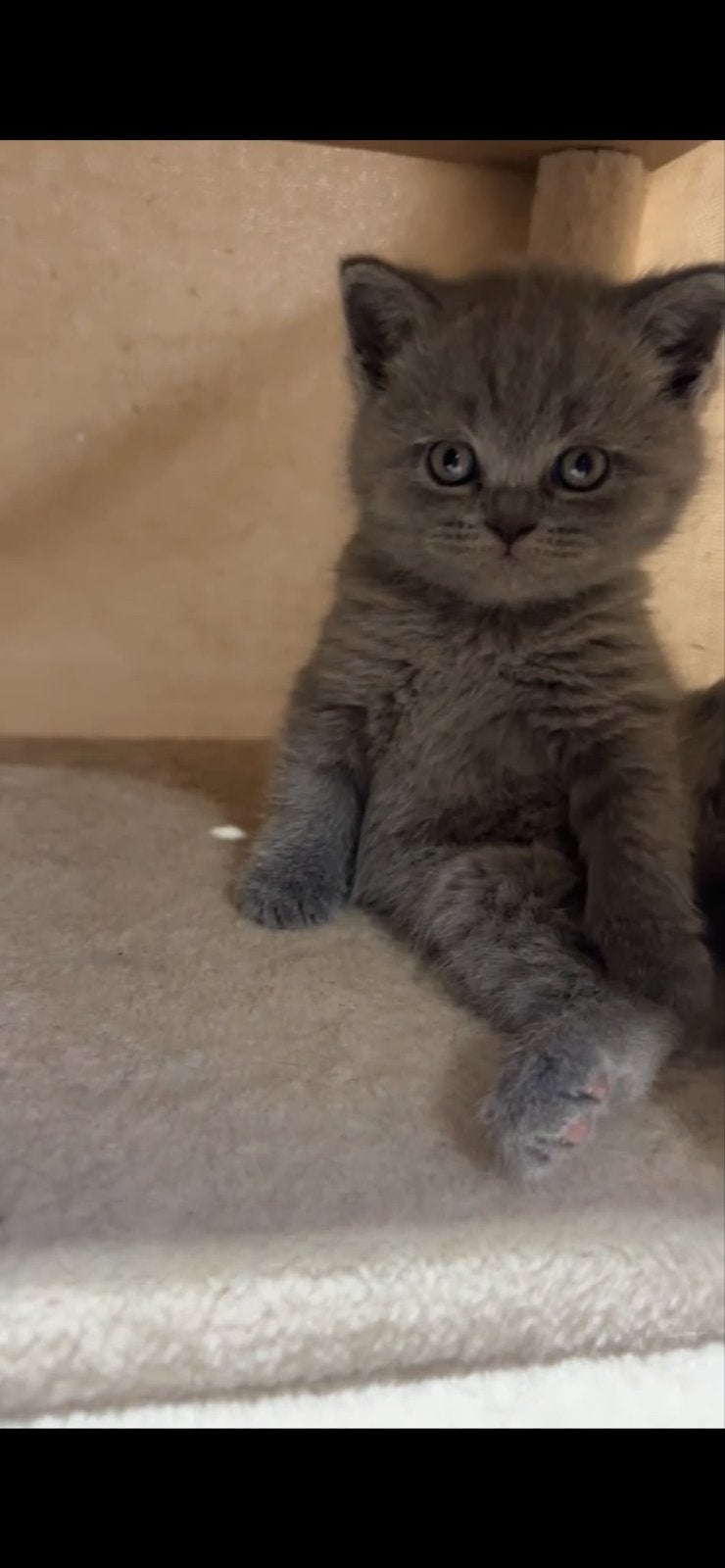 Lieve Britse Korthaar, Dieren en Toebehoren, Poes