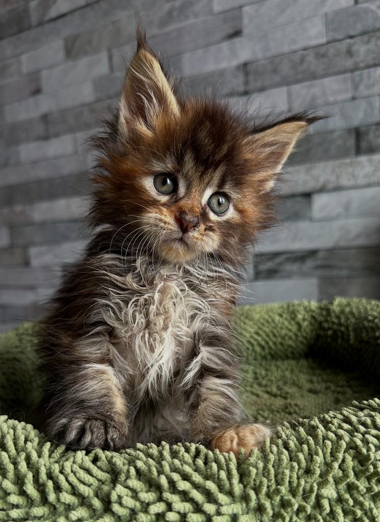 Prachtig Maine Coon poesje beschikbaar, Dieren en Toebehoren, Poes, Met stamboom, 0 tot 2 jaar