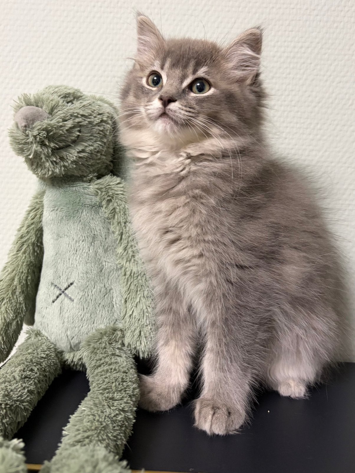 Ragdoll fokpoesje uitgebreid getest, Dieren en Toebehoren, Poes, Met stamboom, 0 tot 2 jaar
