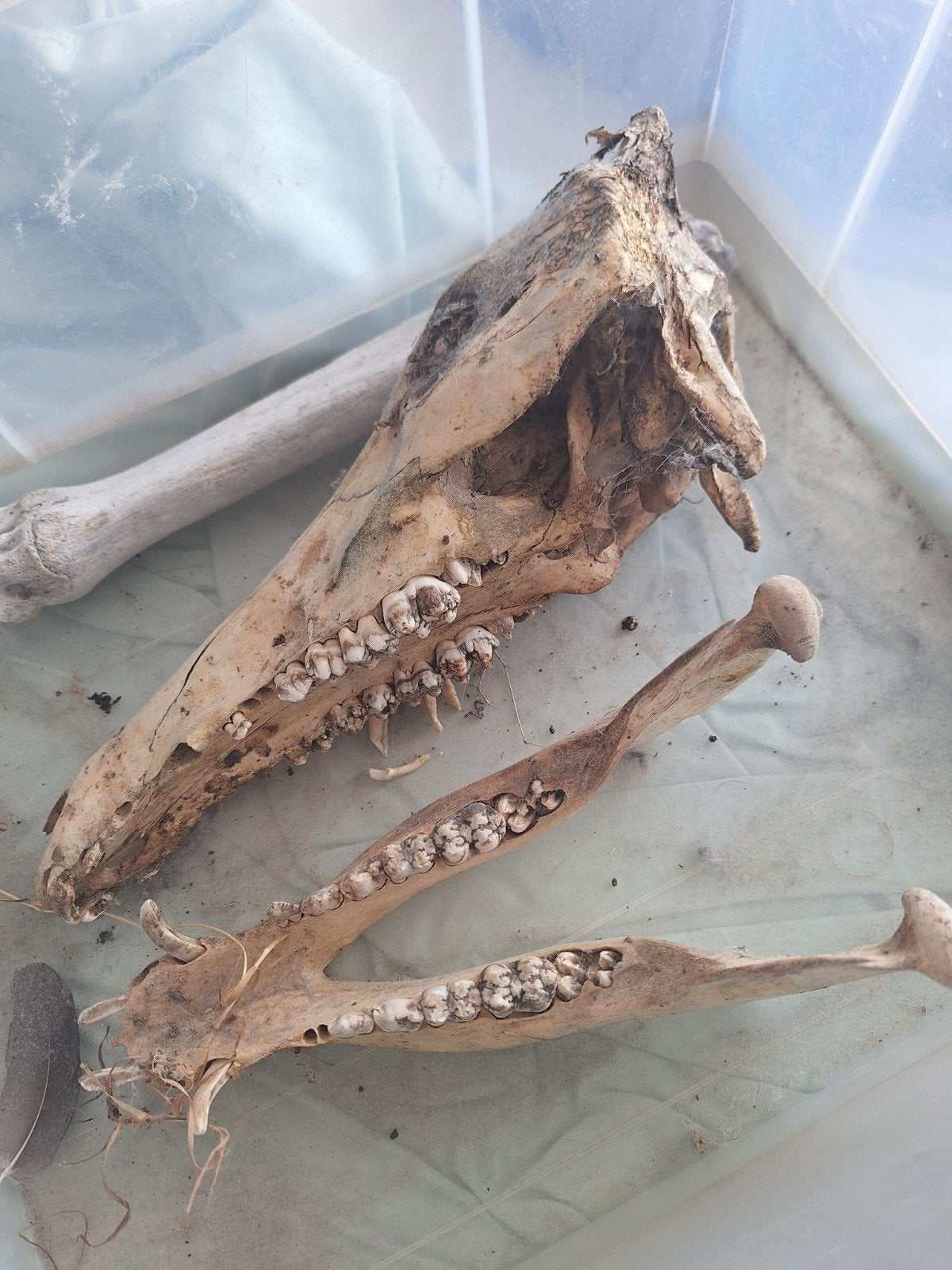 Dieren schedels, Ophalen, Schedel