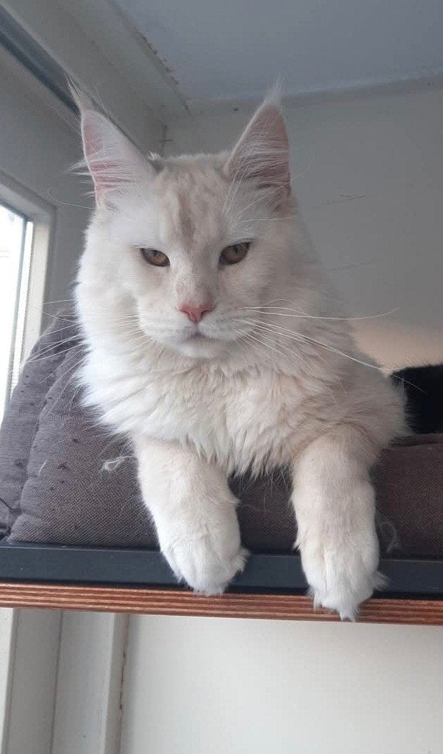 Dek kater Maincoon  met stamboom. (niet te koop, Kater, Met stamboom, 0 tot 2 jaar