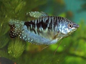 blauwe marmer gourami groot, Vis, Zoetwatervis
