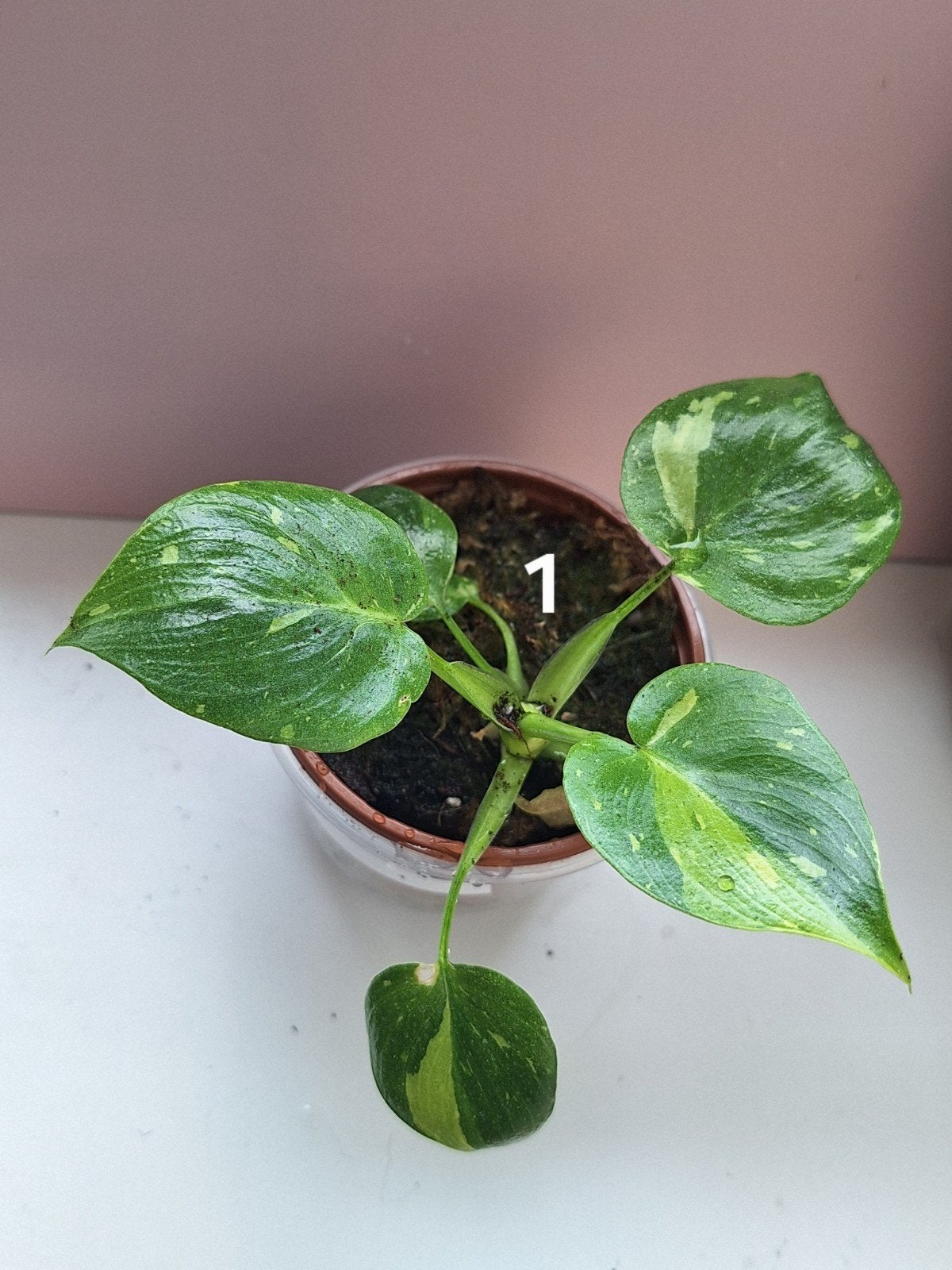 Philodendron Warszewiczii Variegata Tricolor, Huis en Inrichting, Kamerplanten, Verzenden