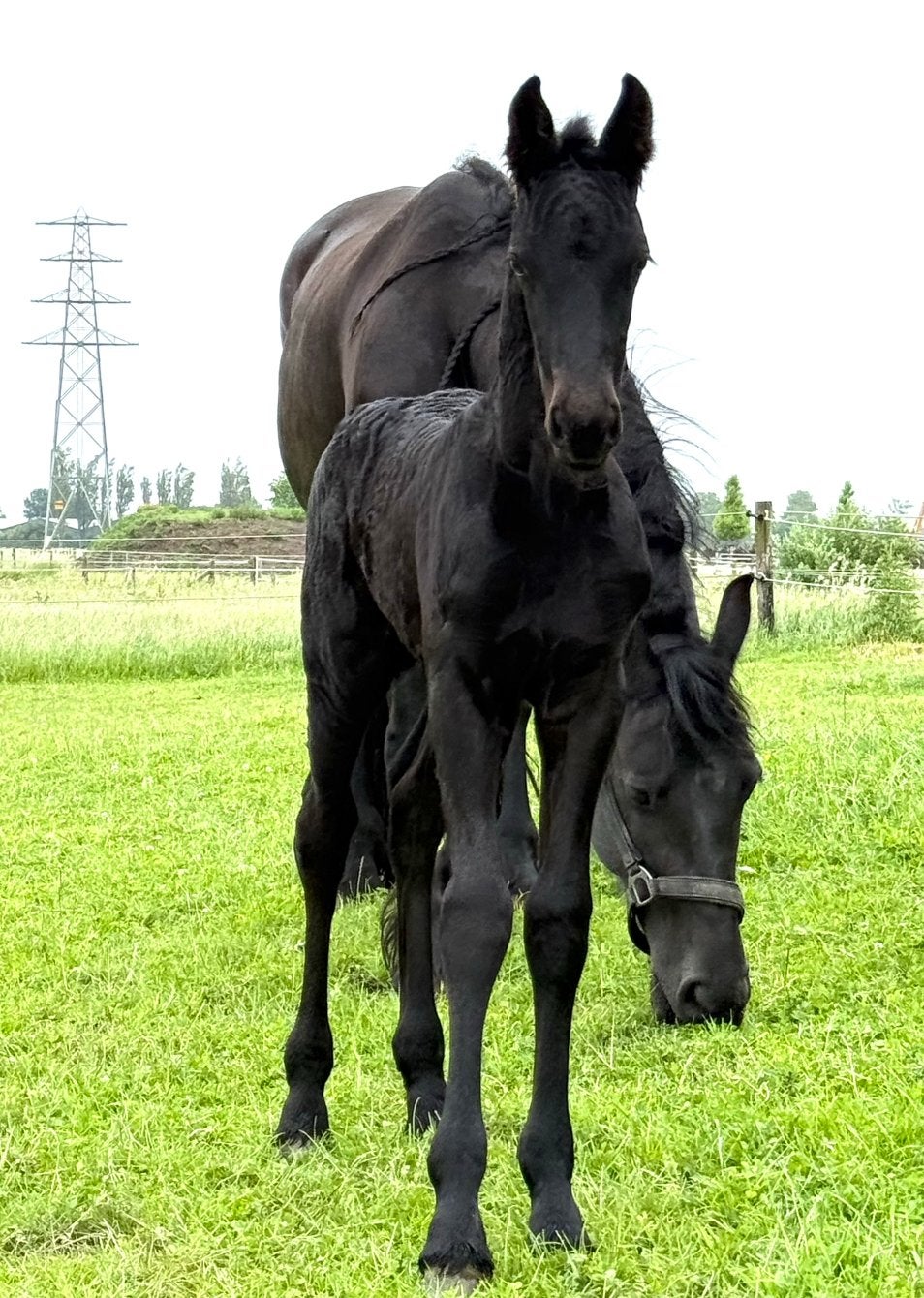 Fries Merrie Veulen Rutger 546 x Alwin 469, Dieren en Toebehoren, Paarden, Merrie, Met stamboom, Dressuurpaard, 0 tot 2 jaar