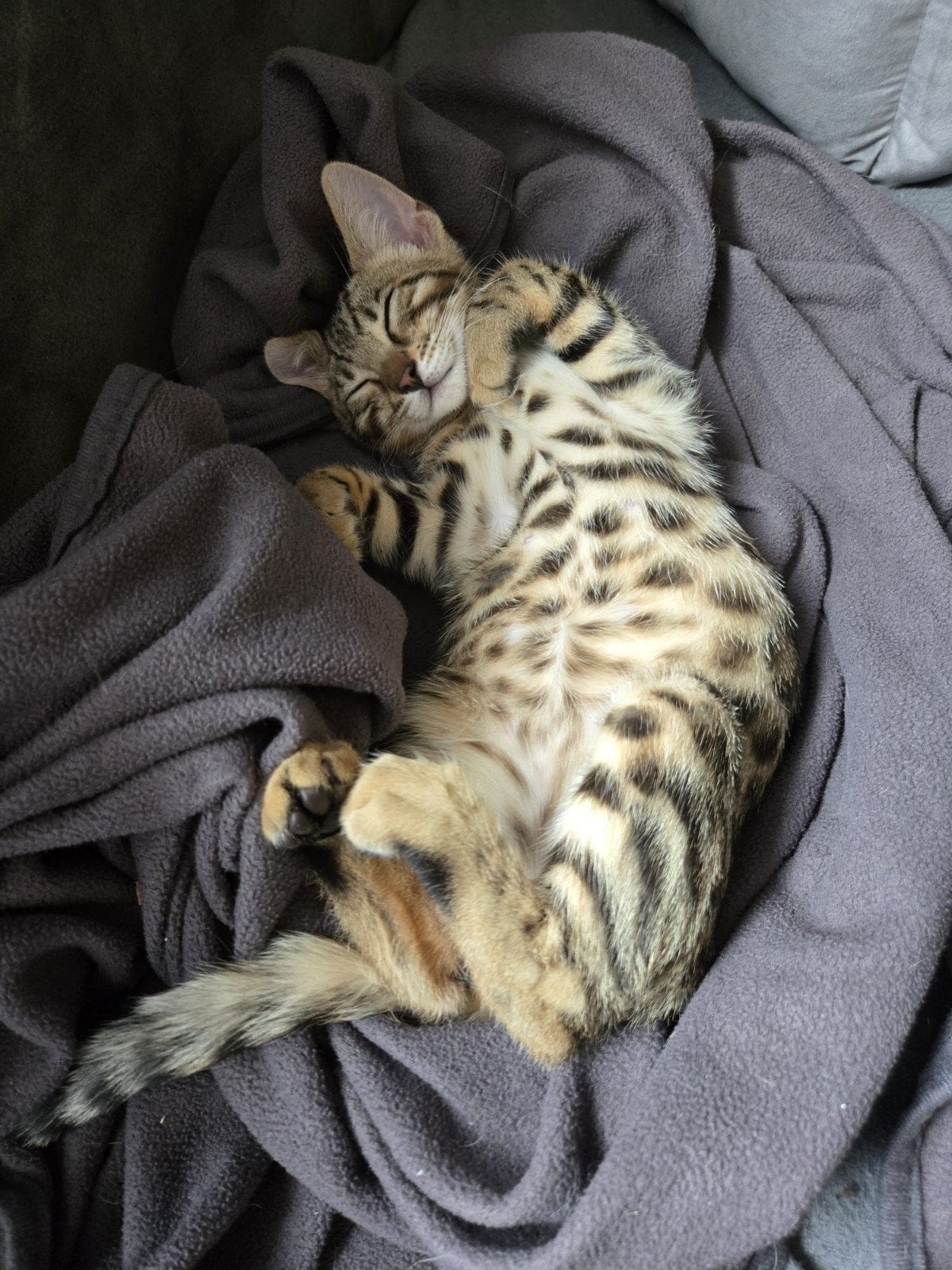 🐆 Bengaal Kitten  💯 Stamboom