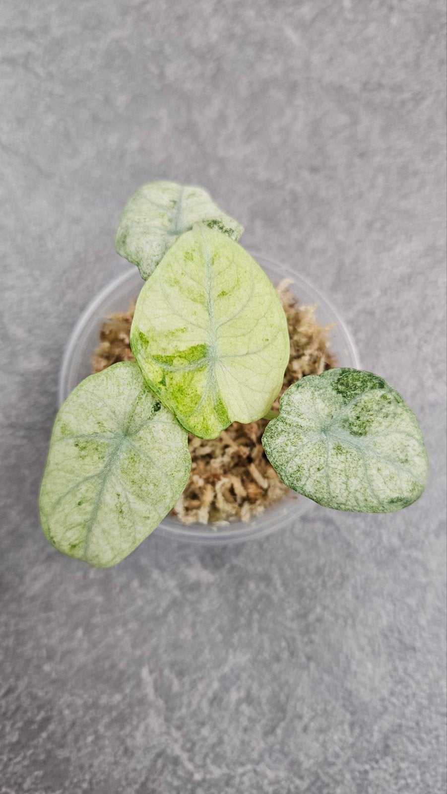 Alocasia Ninja Tricolor Variegata, Ophalen of Verzenden, Halfschaduw, Minder dan 100 cm