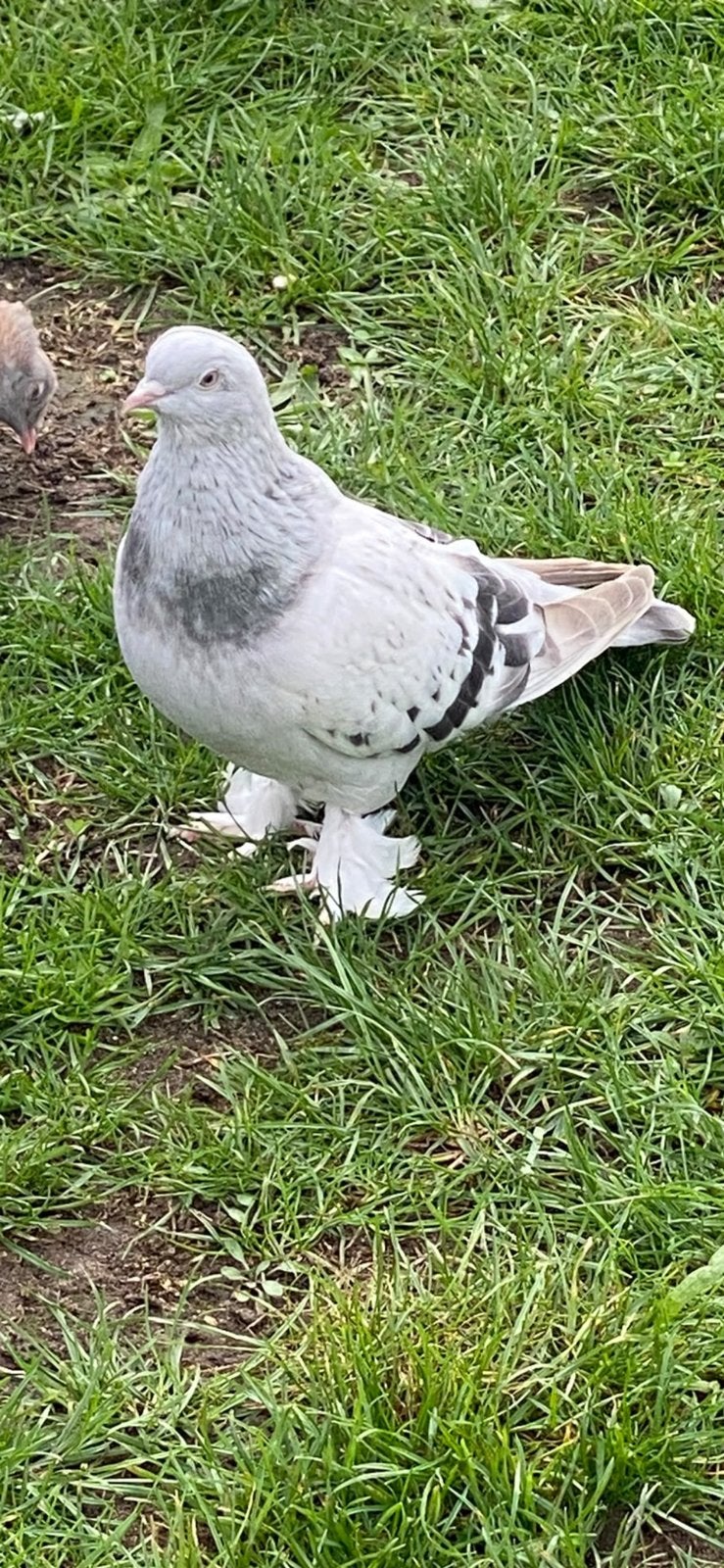 Takla ermeni zinciri, Dieren en Toebehoren, Meerdere dieren, Postduif