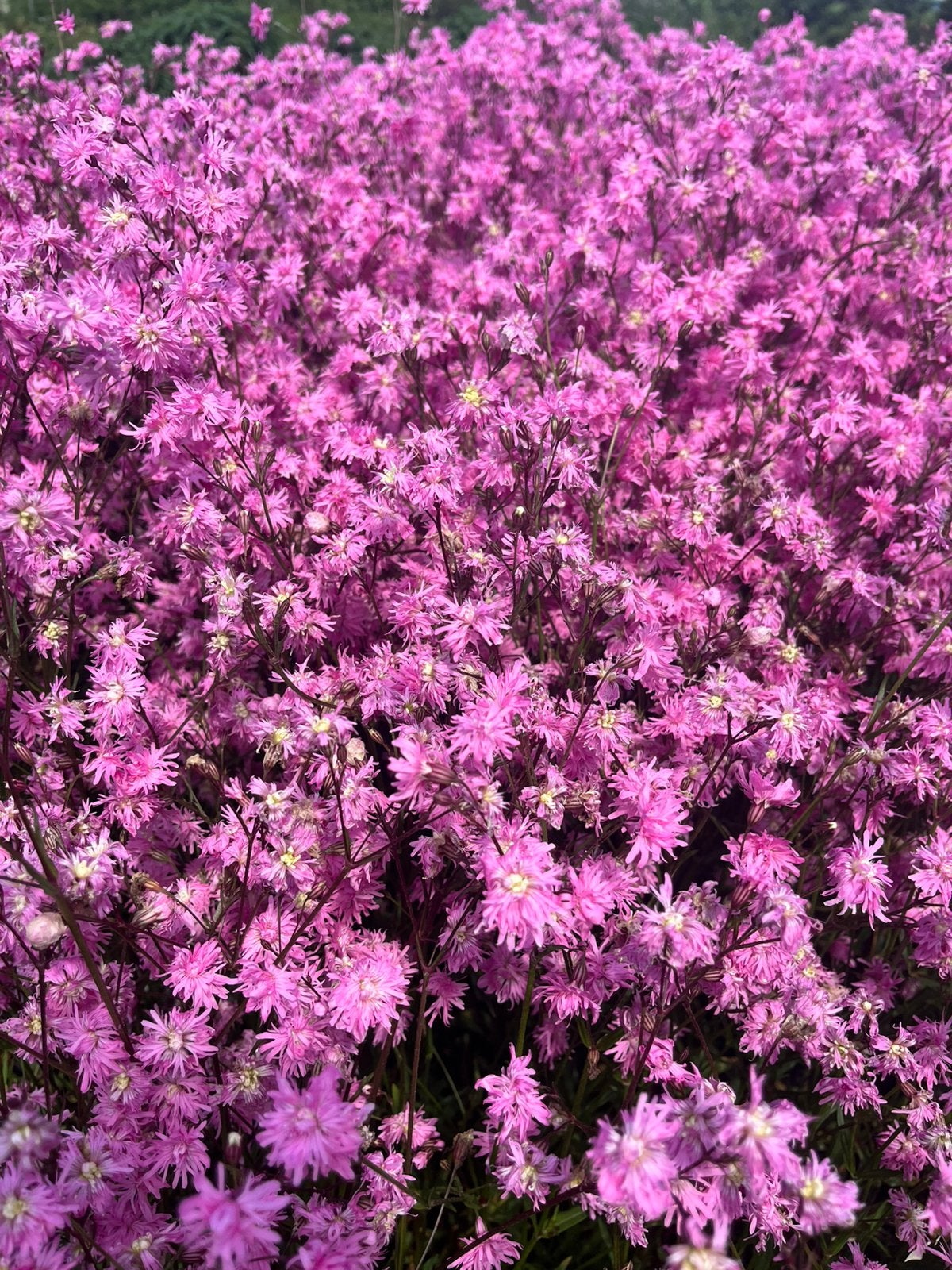 700 soorten vaste planten aanbieding juni, Ophalen, Overige soorten, Volle zon