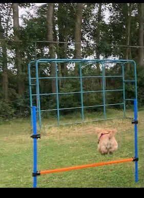 Aquility speelgoed honden training, Dieren en Toebehoren, Ophalen of Verzenden, Zo goed als nieuw, Intelligentiespeelgoed