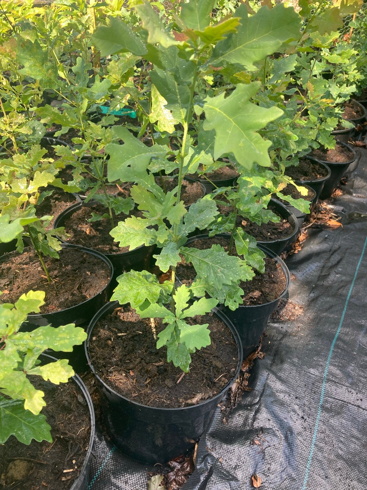 Jonge Eikenbomen in Pot - Quercus Robur, Volle zon, Vaste plant, Bloeit niet, Ophalen